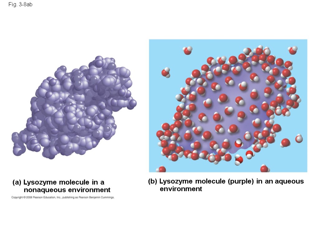 Fig. 3-8ab (b) Lysozyme molecule (purple) in an aqueous environment (a) Lysozyme molecule in